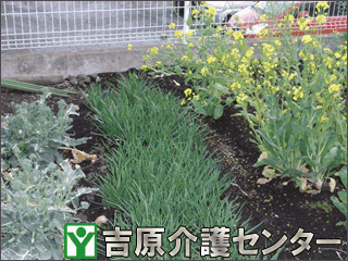 畑の写真