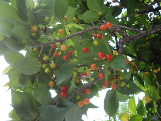 DSC03345.JPG